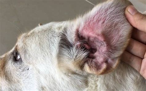 otite canina - remedio para dermatite canina